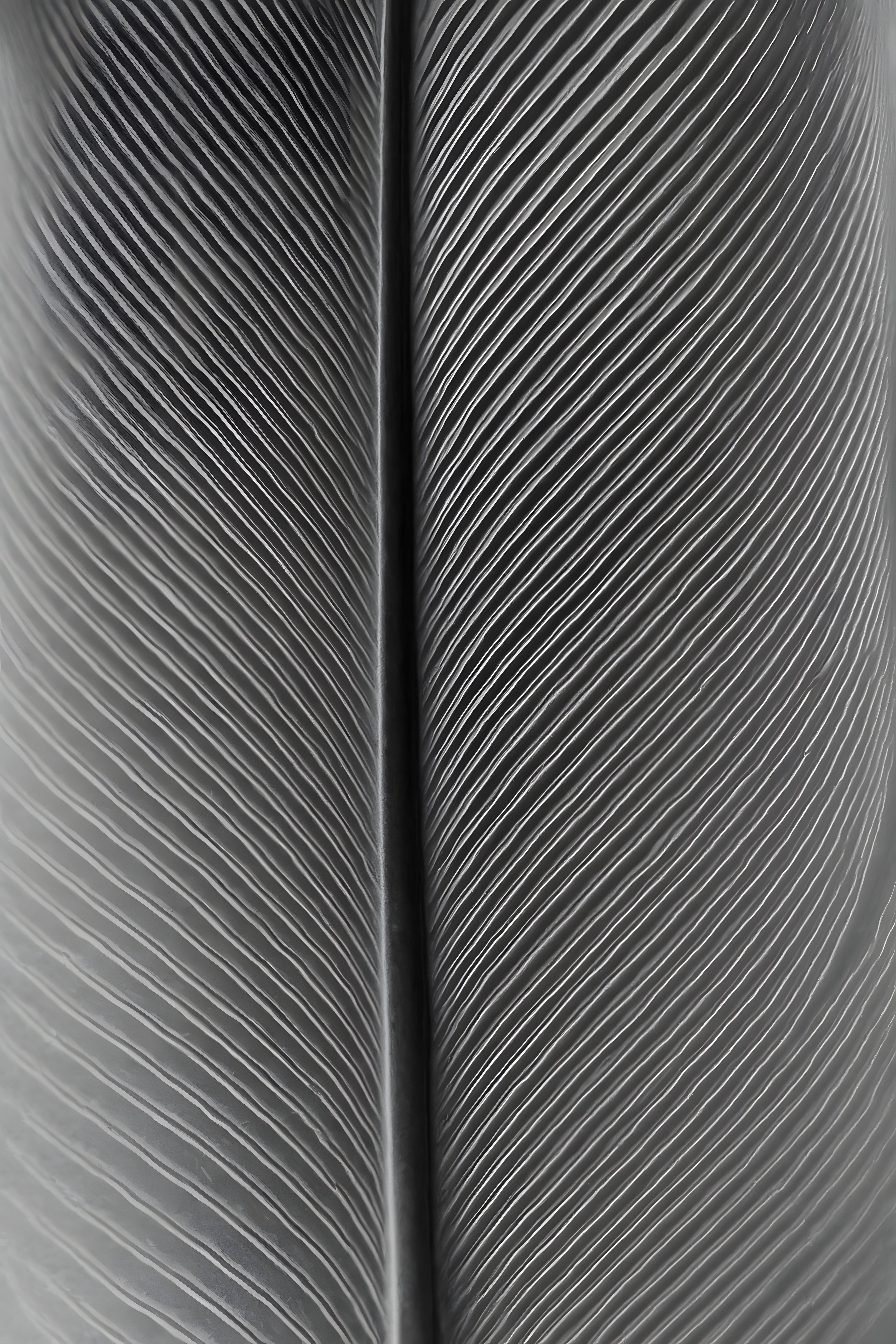 Black and white macro of a feather | Printable Wall Art | Instant Download
