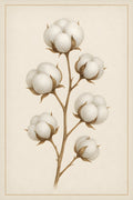 Delicate cotton plant illustration with fluffy white boll... | Printable Wall Art | Instant Download