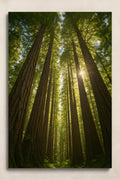 Old growth redwood forest looking up at canopy | Printable Wall Art | Instant Download
