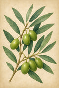 Botanical illustration of olive branches with ripe green ... | Printable Wall Art | Instant Download