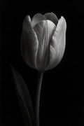 High contrast black and white tulip close-up | Printable Wall Art | Instant Download