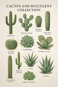 Cactus and succulent collection illustration | Printable Wall Art | Instant Download