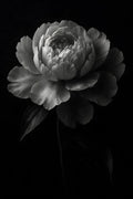 Black and white close-up of a peony flower | Printable Wall Art | Instant Download